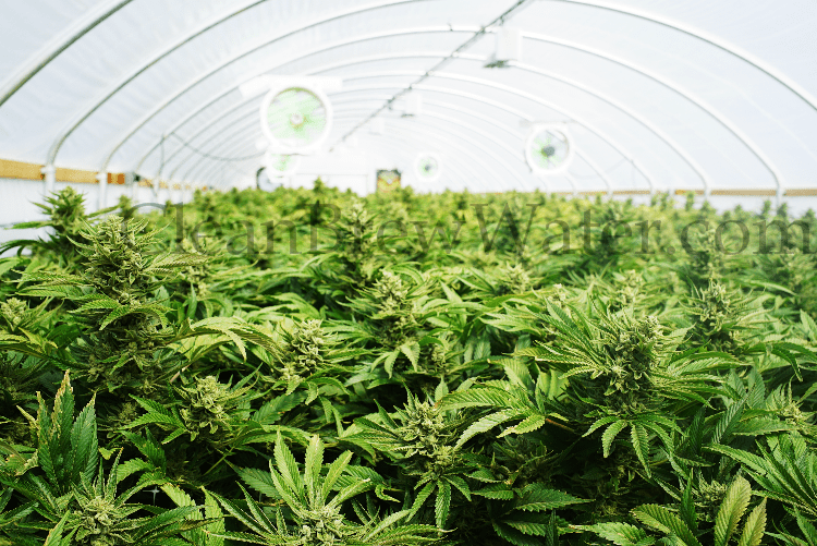 legal marijuana growers